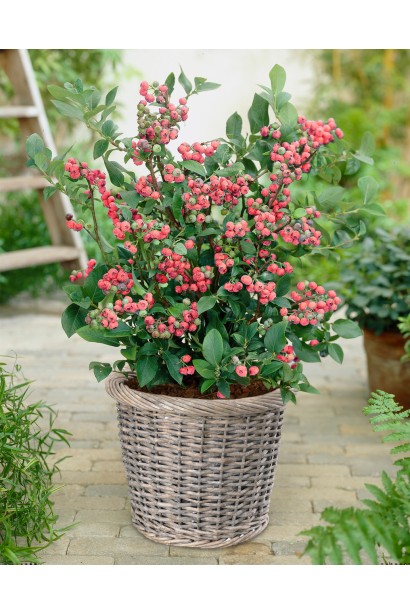 Лохина Пінк Лимонад в декоративному контейнері